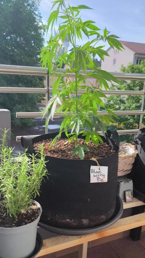 Blueberry Pie F1 2026