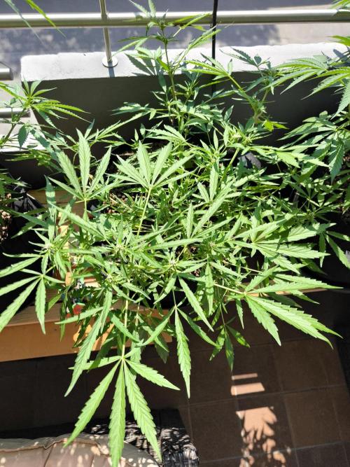 Hubbabubba Haze 2026. Week 6 - 29.06.26 Hubbabubba Haze 