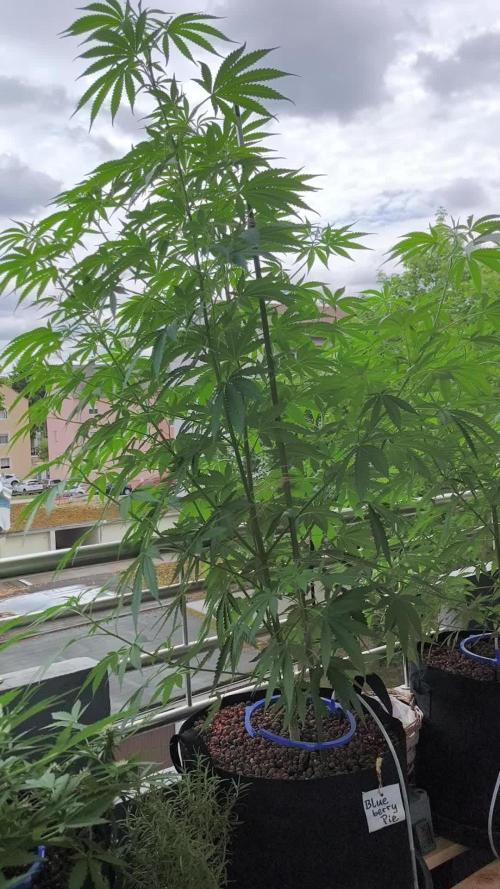 Blueberry Pie F1 2026