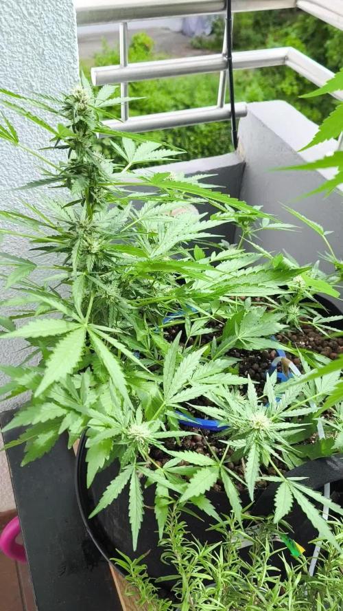 Hubbabubba Haze 2026
