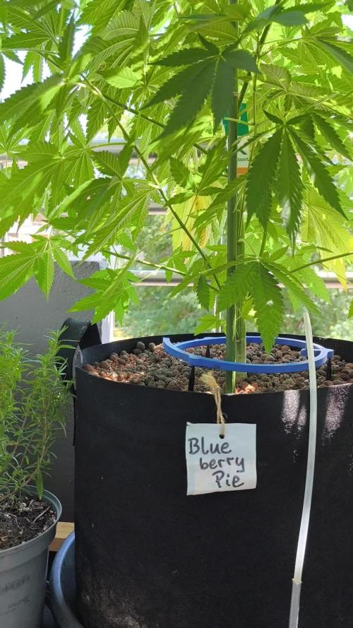 Blueberry Pie F1 2026
