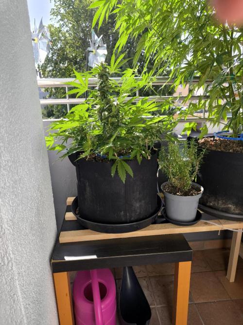 Hubbabubba Haze 2026. Week 9