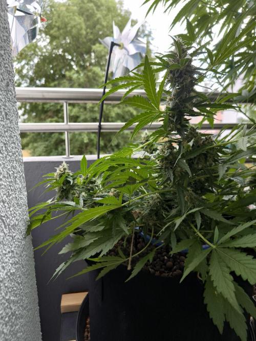 Hubbabubba Haze 2026. Week 10 - 27.07.26 Hubbabubba Haze 