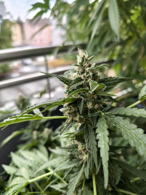 Hubbabubba Haze 2026. Week 10 - 27.07.26 Hubbabubba Haze 