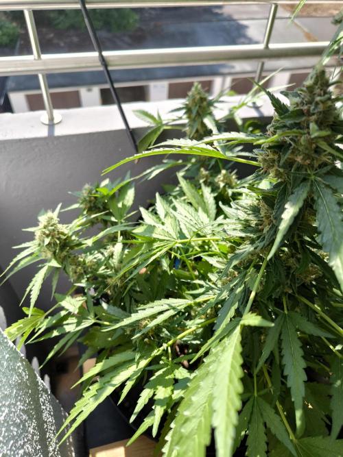 Hubbabubba Haze 2026. Week 11 - 03.08.26 Hubbabubba Haze 