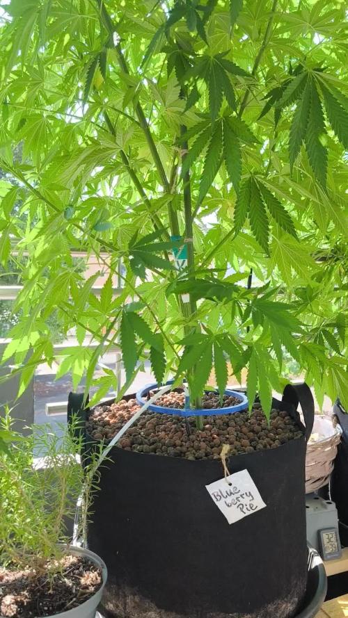 Blueberry Pie F1 2026