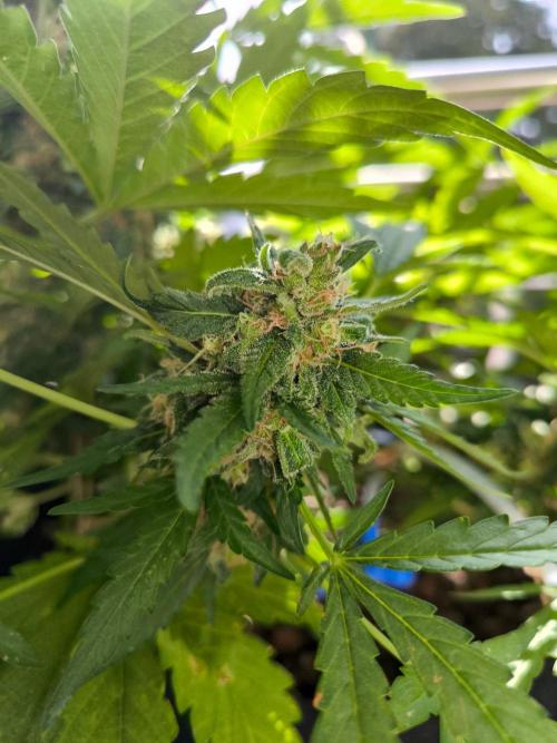 Hubbabubba Haze 2026. Week 12 - 10.08.26 Hubbabubba Haze 
