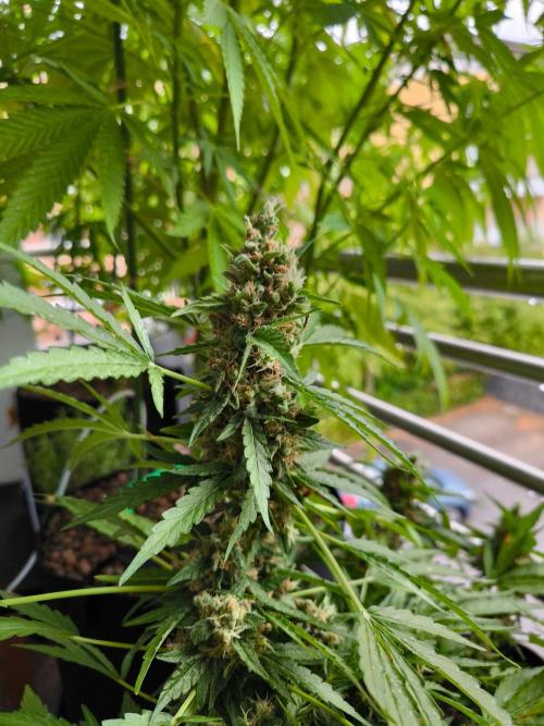 Hubbabubba Haze 2026. Week 13 - 18.08.26 Hubbabubba Haze 