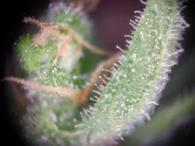 Hubbabubba Haze 2026. Week 13 - 18.08.26 Hubbabubba Haze
