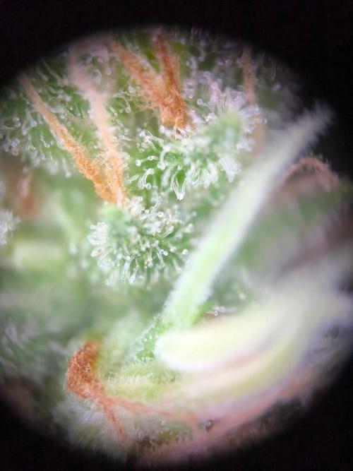 Hubbabubba Haze 2026. Week 13 - 18.08.26 Hubbabubba Haze