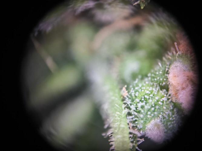 Hubbabubba Haze 2026. Week 13 - 18.08.26 Hubbabubba Haze