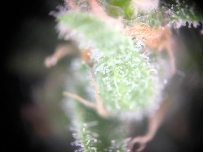 Hubbabubba Haze 2026. Week 13 - 18.08.26 Hubbabubba Haze