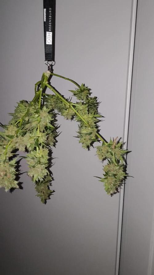 Hubbabubba Haze 2026