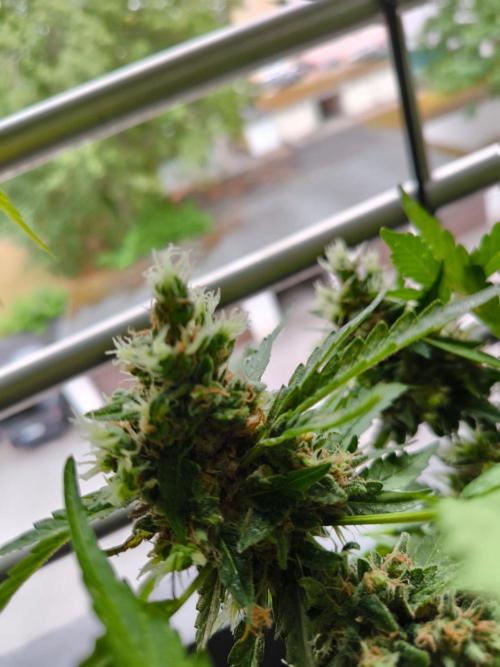 Hubbabubba Haze 2026. Week 14 - 23.08.26 Hubbabubba Haze 