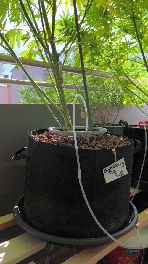 Blueberry Pie F1 2026