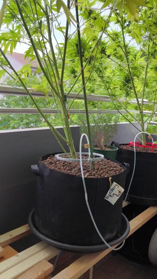 Blueberry Pie F1 2026