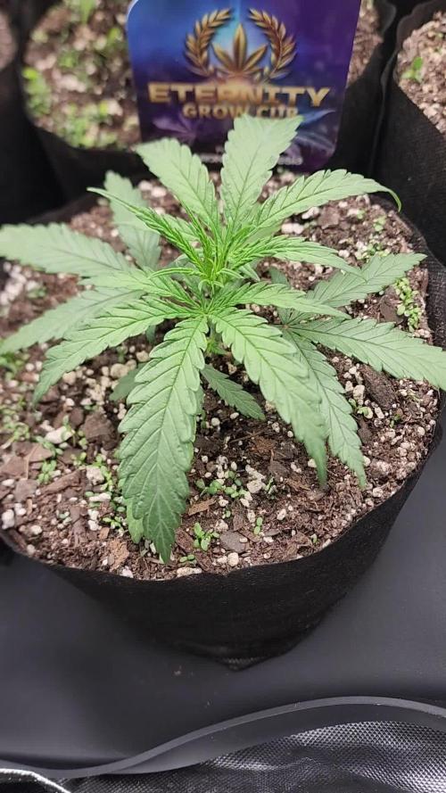 S'N'S - Eternity Grow Cup 2025 (Zamnesia/Plagron) ft Runtz & Green Sensation