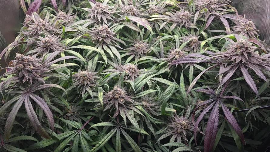S'N'S - Eternity Grow Cup 2025 (Zamnesia/Plagron) ft Runtz & Green Sensation