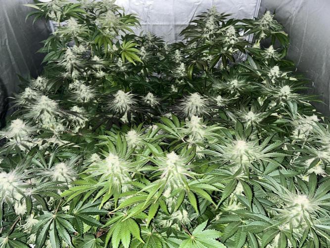 Sensi super skunk and sweet cherry kush. Week 11