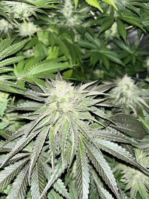 Sensi super skunk and sweet cherry kush. Week 11