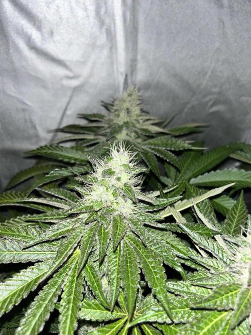 Sensi super skunk and sweet cherry kush. Week 11