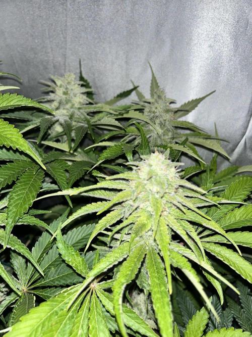 Sensi super skunk and sweet cherry kush. Week 11