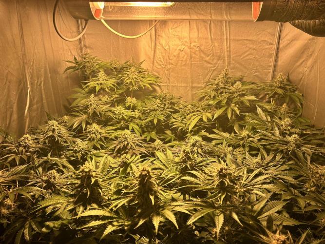 Sensi super skunk and sweet cherry kush. Week 11