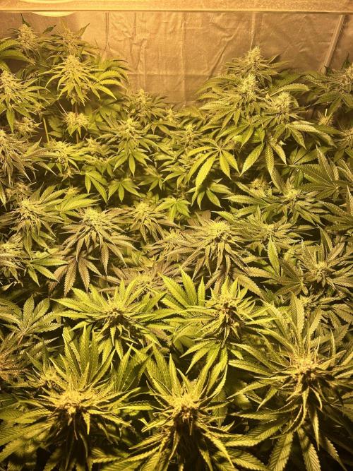 Sensi super skunk and sweet cherry kush. Week 11