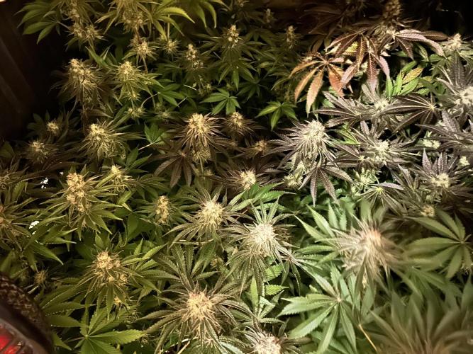 Sensi super skunk and sweet cherry kush. Week 11