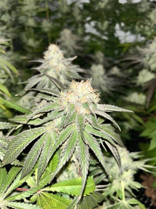 Sensi super skunk and sweet cherry kush. Week 11