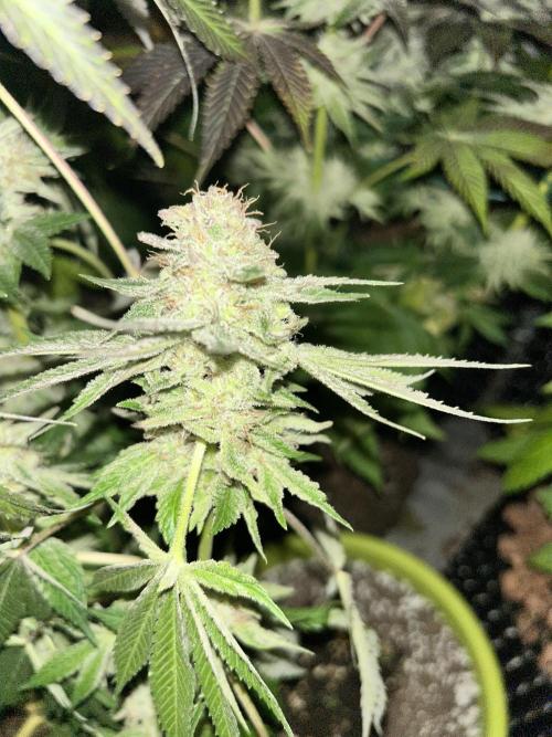 Sensi super skunk and sweet cherry kush. Week 11