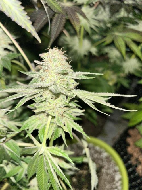 Sensi super skunk and sweet cherry kush. Week 11