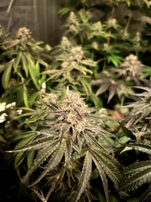 Sensi super skunk and sweet cherry kush. Week 11