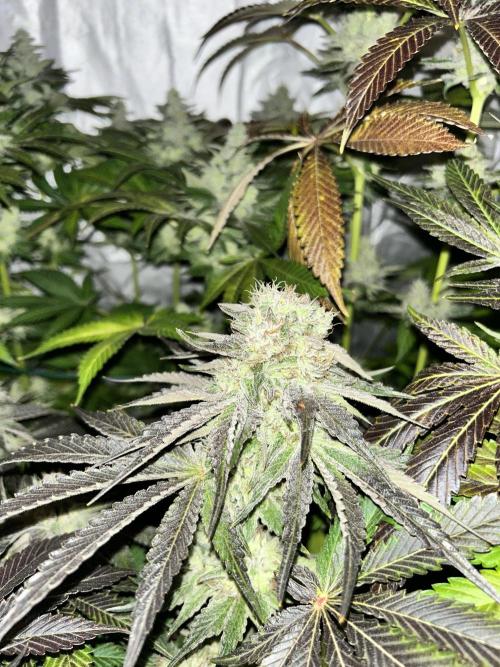 Sensi super skunk and sweet cherry kush. Week 11