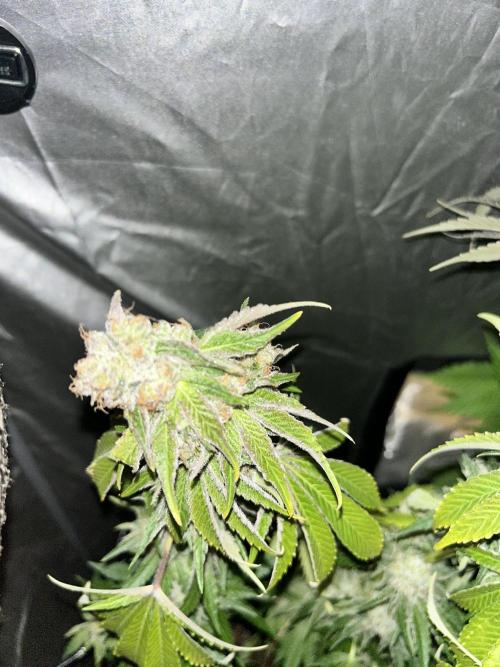 Sensi super skunk and sweet cherry kush. Week 11