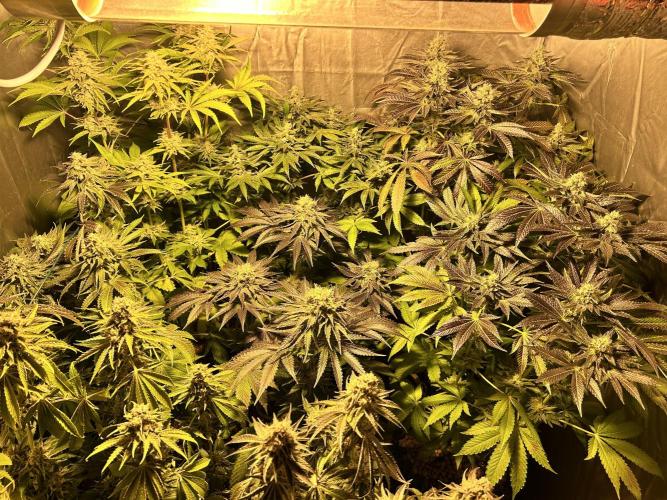 Sensi super skunk and sweet cherry kush. Week 11