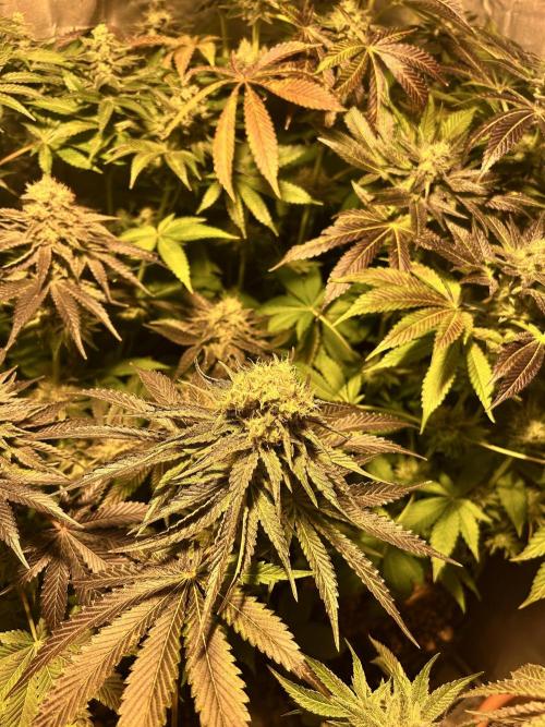Sensi super skunk and sweet cherry kush. Week 11
