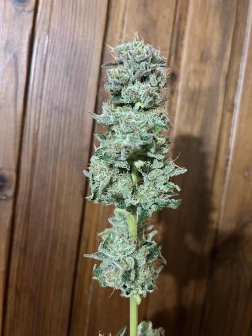 Sensi super skunk and sweet cherry kush. Week 11