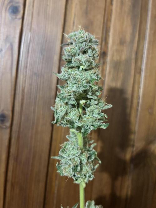 Sensi super skunk and sweet cherry kush. Week 12