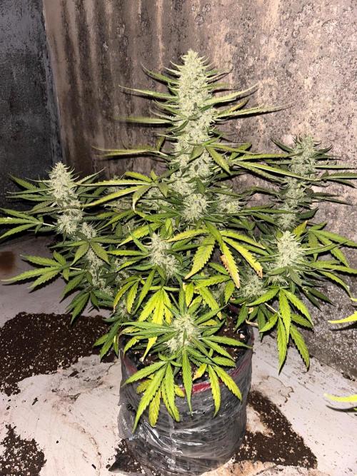 Terra Professional. Week 8