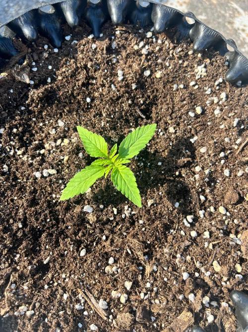 Terra Professional. Week 0