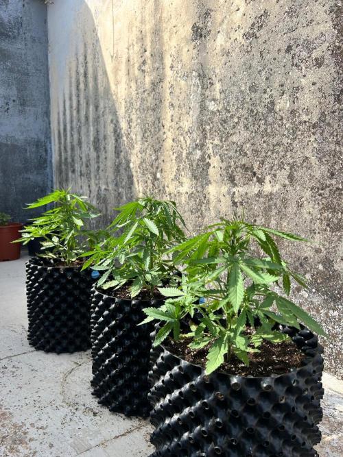 Terra Professional. Week 4