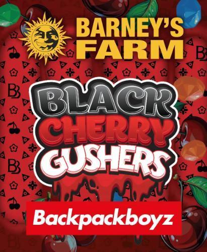 Black Cherry Gushers. Week 0