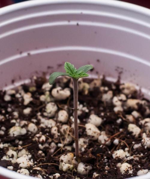 Black Cherry Gushers. Week 1 - day4