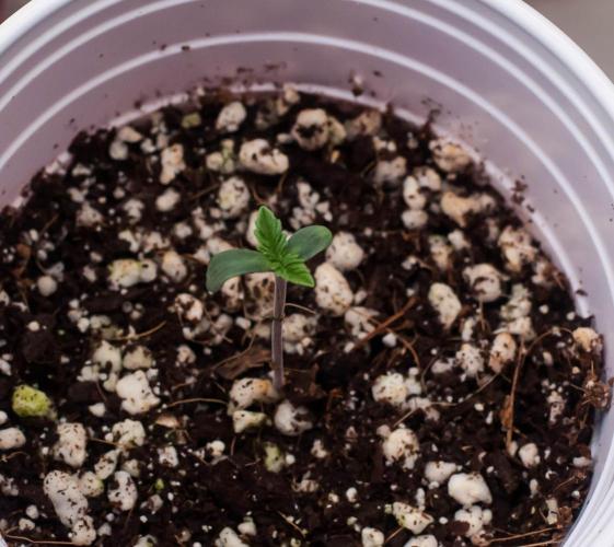 Black Cherry Gushers. Week 1 - day4