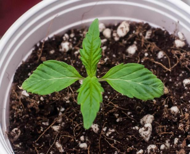 Black Cherry Gushers. Week 1 - day9