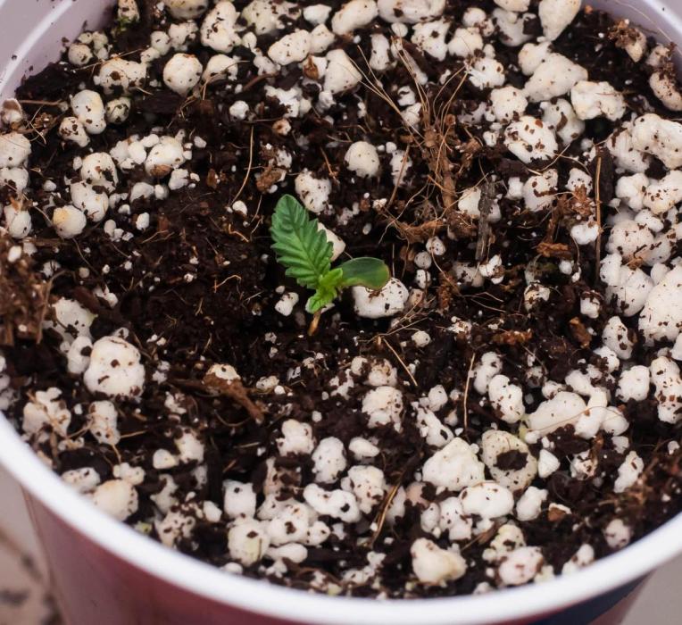 Jelly Breath S1. Week 1