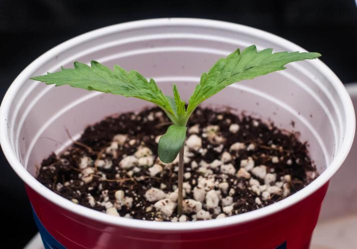 Jelly Donutz. Week 1