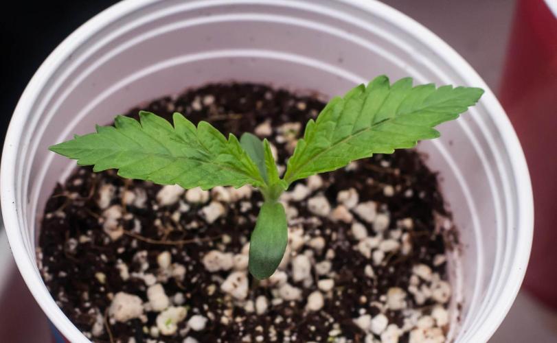 Jelly Donutz. Week 1