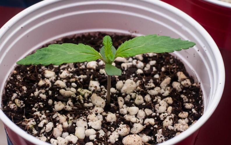 Papaya Frosting. Week 1